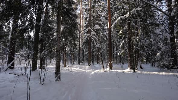 Cold Sunny Day at Winter in Forest Moving Shot Between Snowy Trees Calmness and Beauty