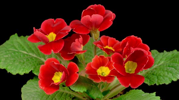 Timelapse of Red Primula ( Primrose ) Flower Blooming