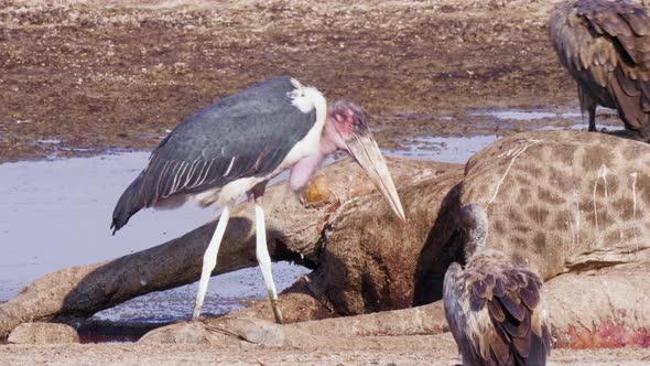 Marabou Storks And Vultures Feeding On A Dead Giraffe - Closeup Shot