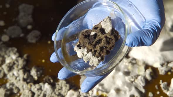 The Laboratory Assistant Holds a Transparent Jar with Mold Samples