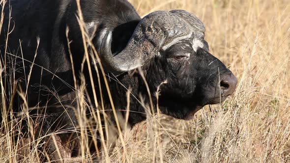 Portrait Of An African Buffalo - South Africa