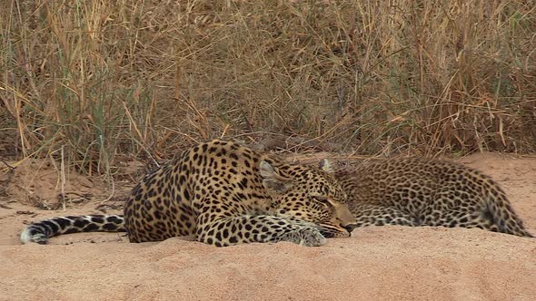 A female leopard lifts her head to look around as her cubs continue to nurse from her teat.