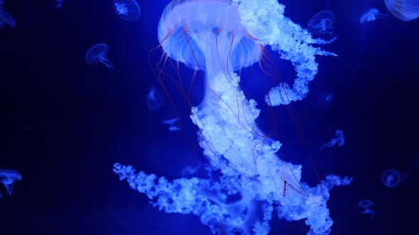 Beautiful Jellyfish in the Neon Light in Aquarium Nature Background