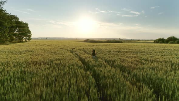 Girl Walking in Wheat Field at Sunset, Aerial View