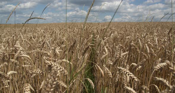 Ripe Ears Of Wheat On The Field At Sunset