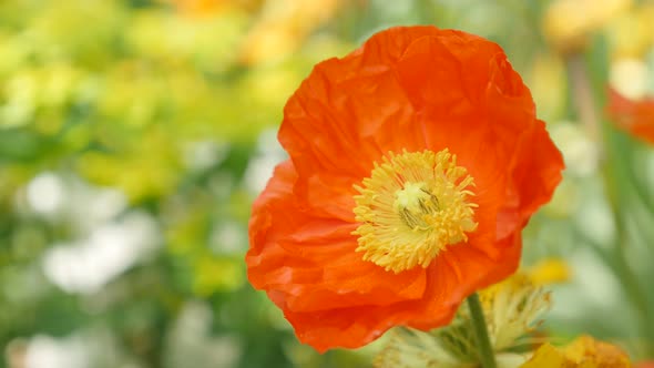 Red-orange beautiful  boreal flowering plant Iceland Poppy in the garden 4K 2160p 30fps UltraHD foot