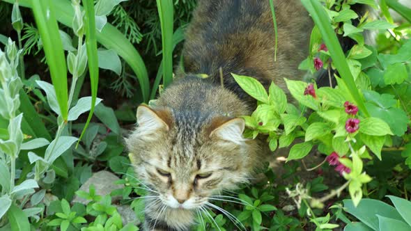 A fluffy cat sits in a garden of flowers.