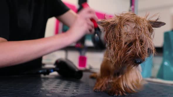 Pet Grooming. Groomer Brushing And Drying Wet Dog With Dryer