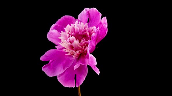 Timelapse of Pink Peony Flower Blooming on Black Background