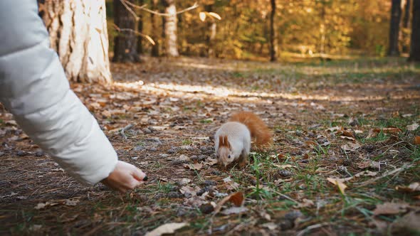 Woman Walking in Autumn Park Feeding Squirrel with Nuts From the Hand Animal Took Food and Run Away