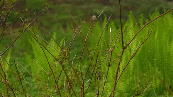 Small white browed Plain Wren Warbler, Prinia Inornata found perching on a bare twig in wet lowland