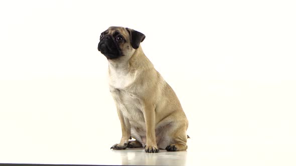 Pug Sitting and Begging for Food and Licked. White Background