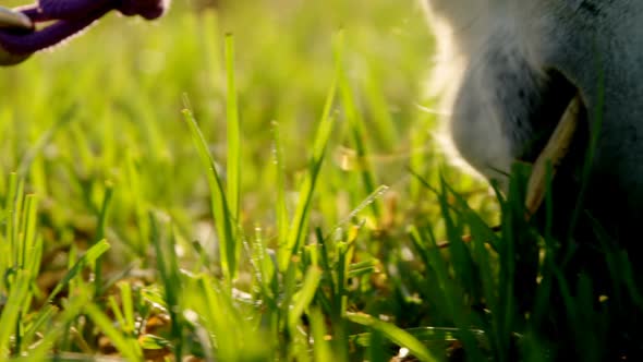 Horse grazing grass in ranch