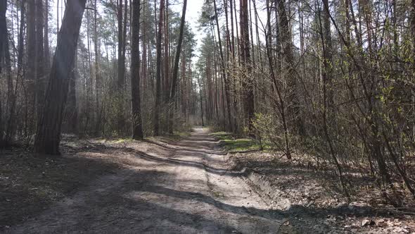 Aerial View of the Road Inside the Forest