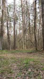 Vertical Video of a Road in the Forest Slow Motion