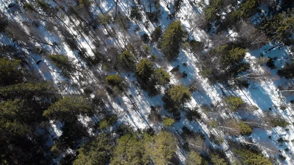Coniferous Forest Spins