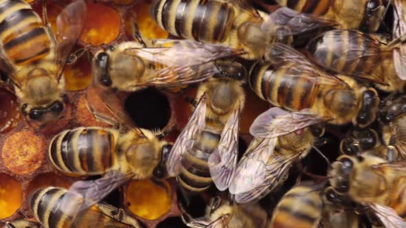 Close Up Views of Honeybees on Their Honeycomb