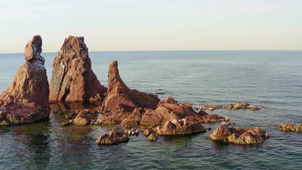 Spotted Seal Basking on the Rocks on the Seashore