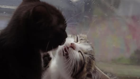 Funny cute kittens licking food of each others faces