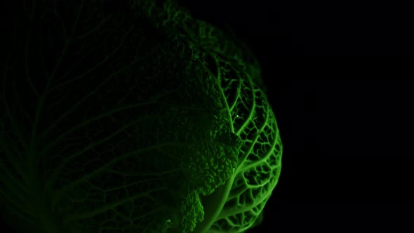 Green Cabbage on a Black Background
