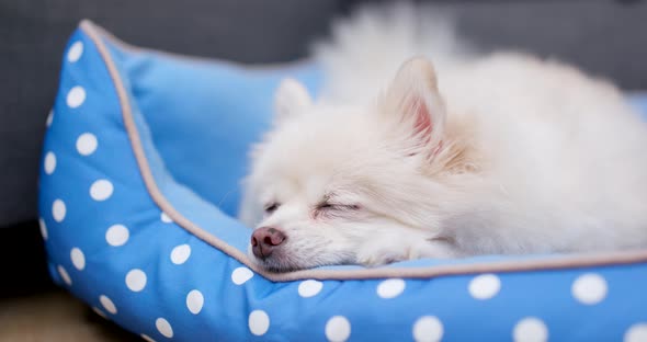 Sleeping Pomeranian dog