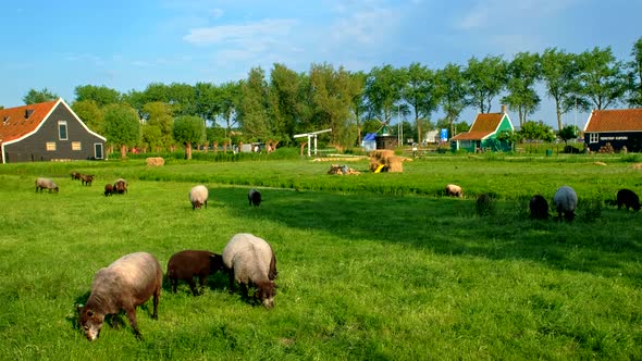 Sheeps Grazing Near Farm Houses in the Museum Village of Zaanse