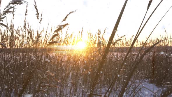 Reeds Sways in the Wind Against the Backdrop of Snow with Sunset