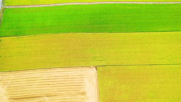 4K Aerial view of agriculture in rice fields for cultivation