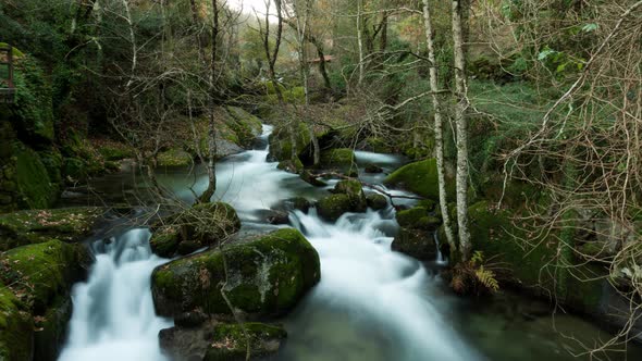 River in the Forest