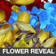 Flower Reveal Transition - VideoHive Item for Sale