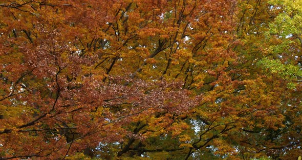 Japanese zelkova known as Japanese elm