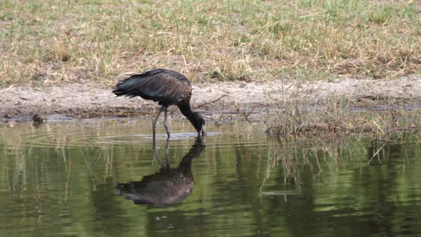 African Openbill eating food from a lake