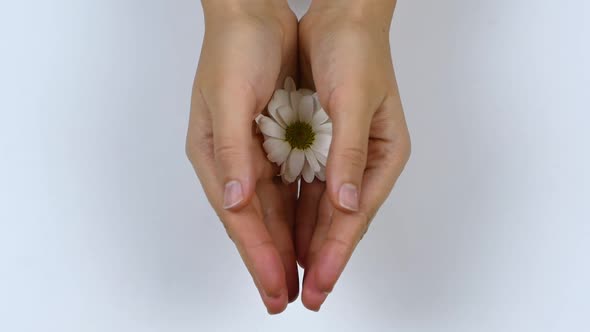 Woman holds white chamomile in her hands and covers it with her palm.