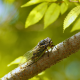 Cicadas Nature Sound for 20 Minutes
