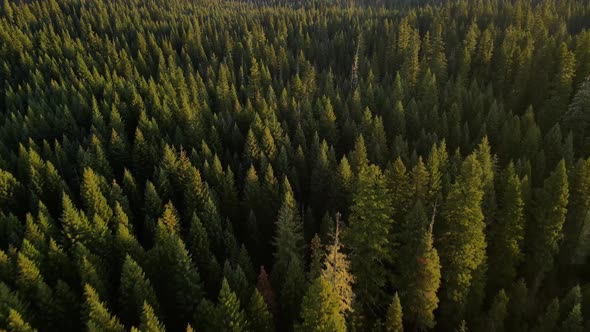 Flying over a forest in Oregon