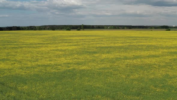 Low quadcopter flight over a field of yellow flowering rapeseed. Trees with green leaves.