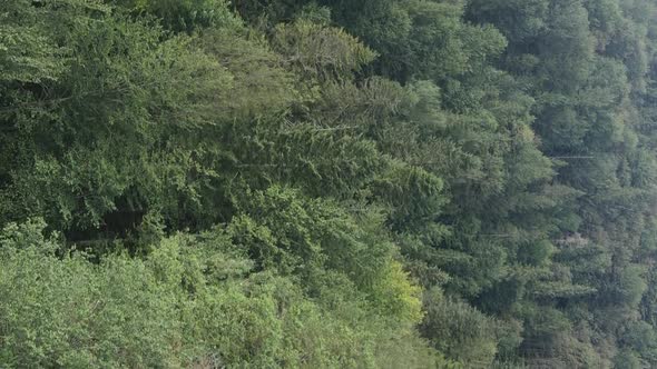 Vertical Video Aerial View of Trees in the Forest