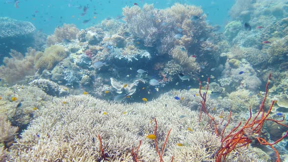 Coral Reef with Fish Underwater