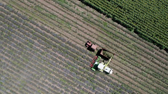 Video of harvesting lavender field