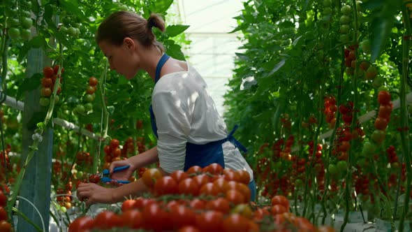 Agronomist Woman Collecting Red Organic Tomatoes in Warm Sunny Greenhouse