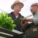 asian elder male checking quality of greenhouse hydroponic farm with caucasian buyer - VideoHive Item for Sale