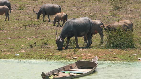 Water Buffalo Near a Sunken Boat in a Lake