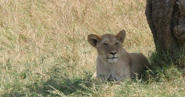 951994 African Lion, panthera leo, Male walking through Savannah, Nairobi Park in Kenya, Real Time 4