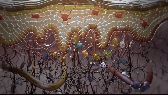 3D Microbiology Animated cells that protect the immune system