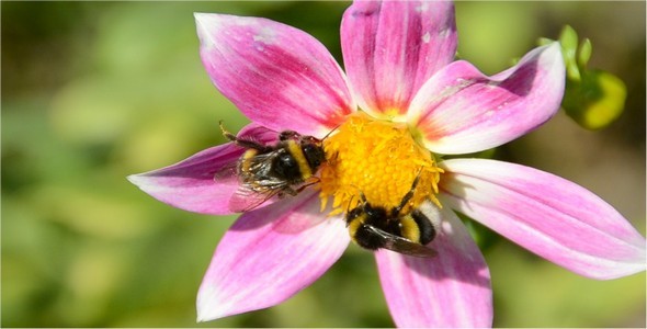 Bumblebee 10