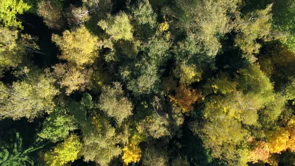 Autumn Forest in Sunlight 