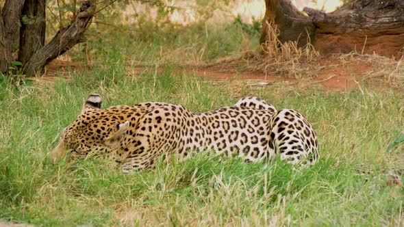 Leopard Feeding In Africa