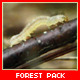 Forest Insects Pack - VideoHive Item for Sale