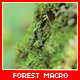 Forest Macro Footage - VideoHive Item for Sale