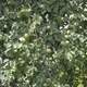 Apple Tree in the Wind - VideoHive Item for Sale